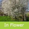 Cherry or Myrobalan Plum Hedging Tree (Prunus Cerasifera) 20 - 40cm Trees EARLY FLOWER + DENSE HEDGE + WILDLIFE **FREE UK MAINLAND DELIVERY + FREE 100% TREE WARRANTY**